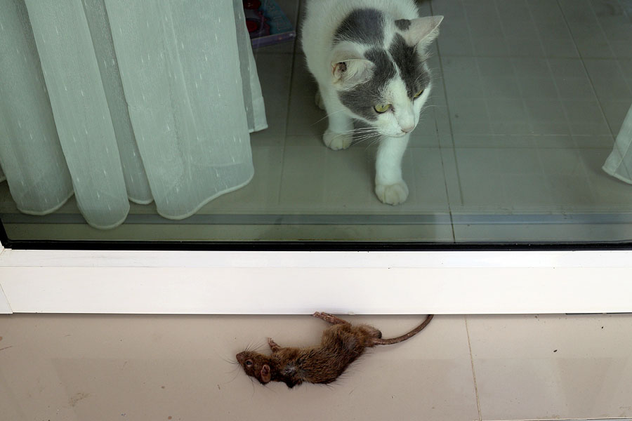 My chief rat catcher