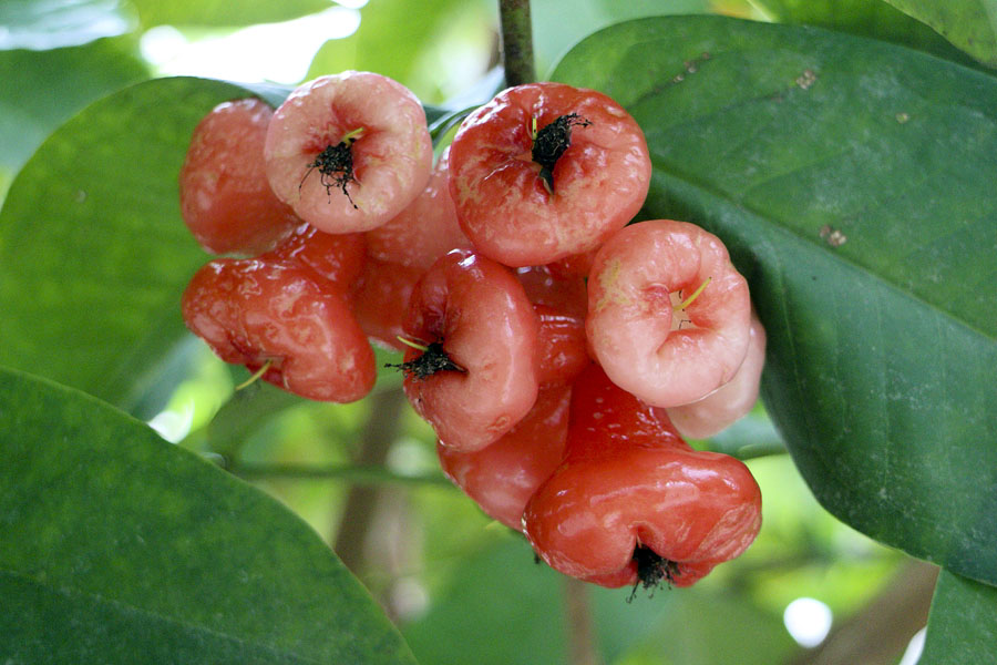 Rose apple (chompoo) fruit