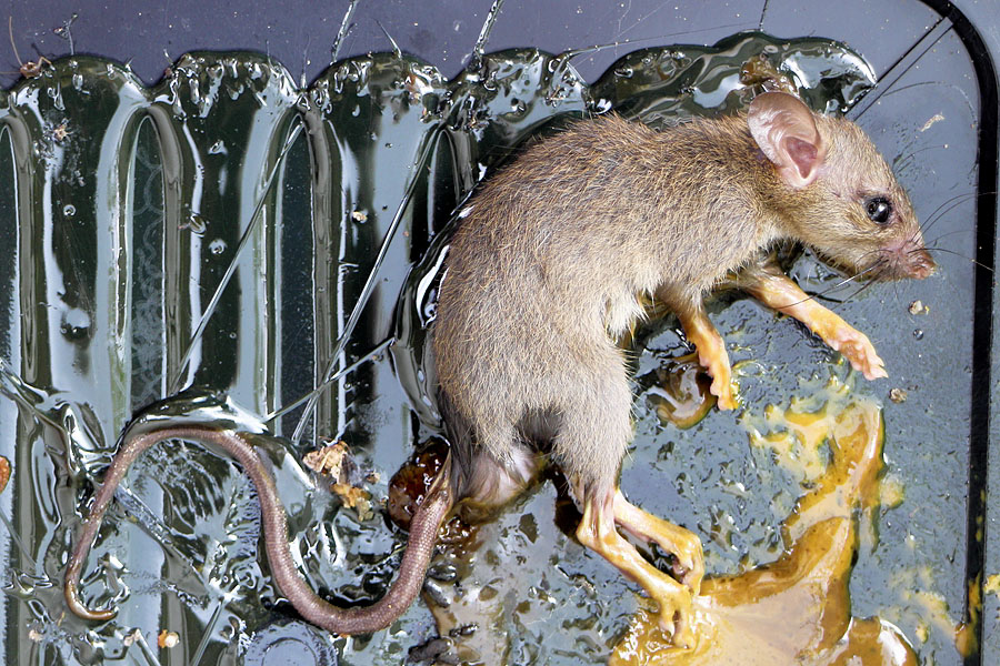 Rat in a glue trap