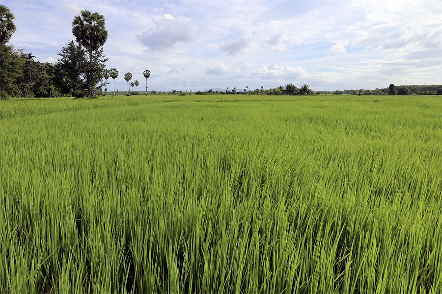 Rice fields near my home in Hat Yai