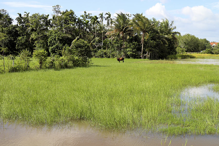 Rice field near Hat Yai airport