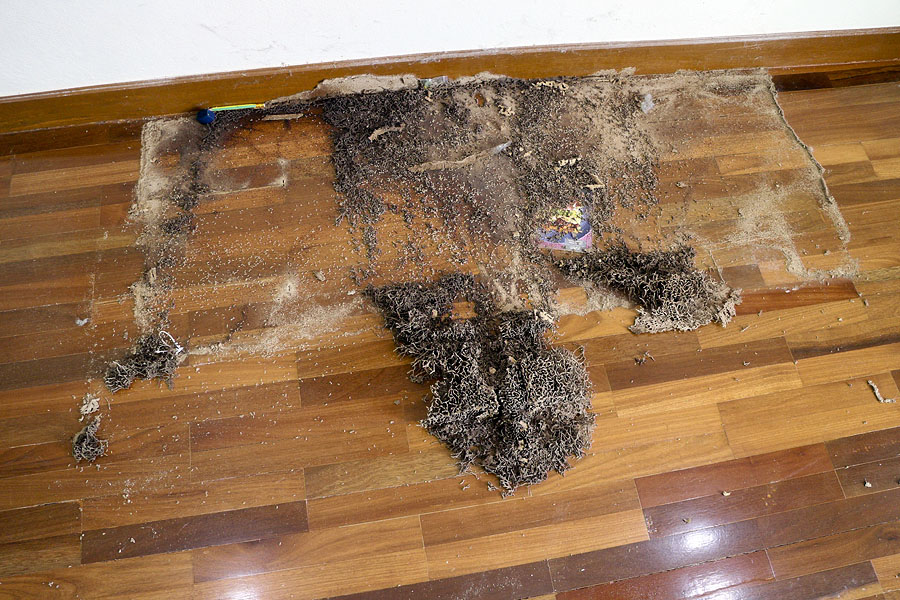 Discovering the termite infestation