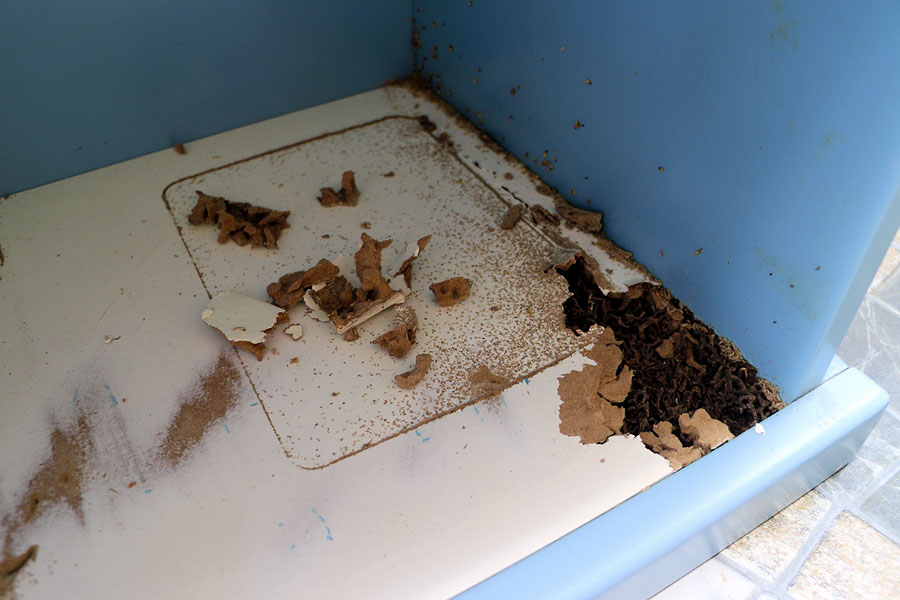 Termite infestation