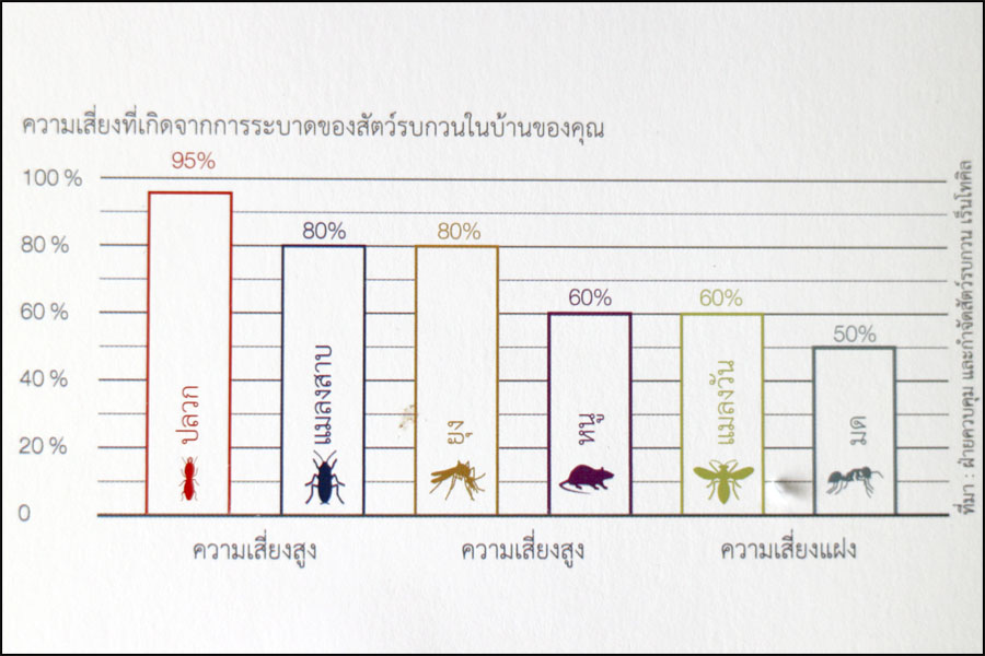 Pest infestation risks in Thailand