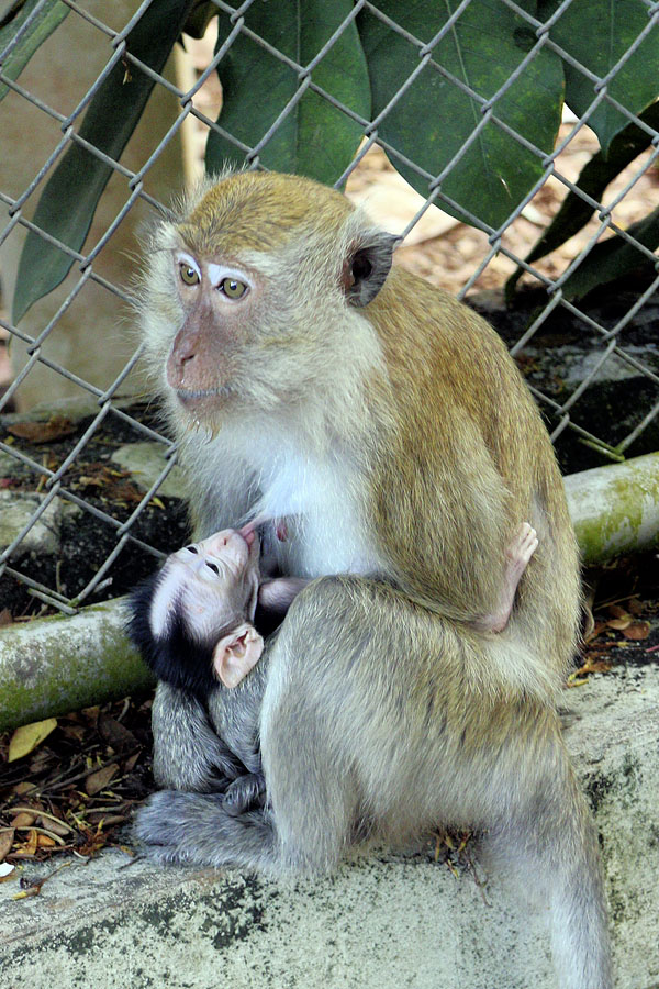 Mother and baby