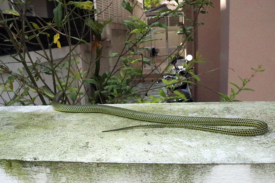 Golden Tree Snake in southern Thailand