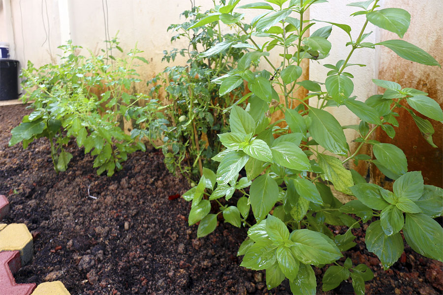 Kitchen garden