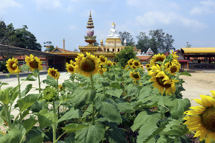 The temple where we made merit