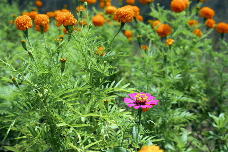 Wild flowers by the roadside in southern Thailand