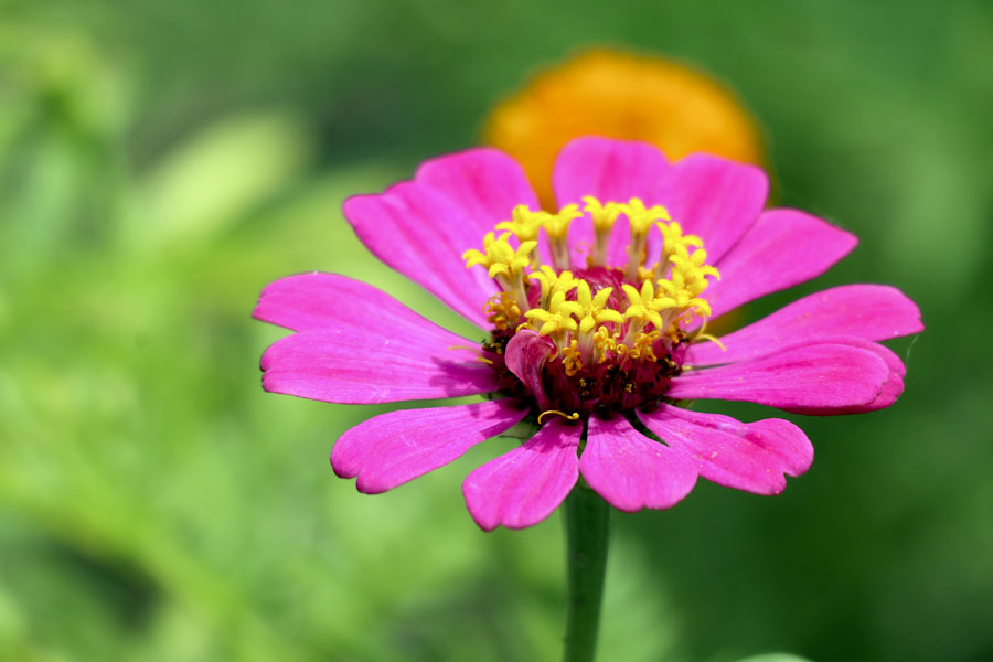 Wild flowers by the roadside in southern Thailand