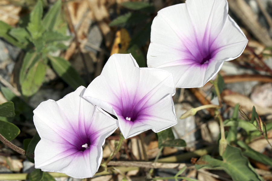 Wild flowers by the roadside in southern Thailand