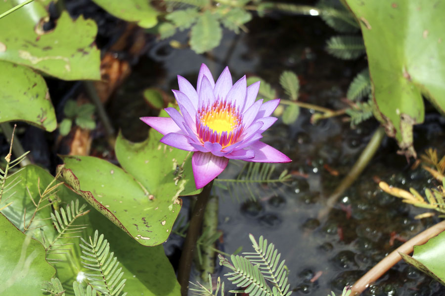 Wild flowers by the roadside in southern Thailand