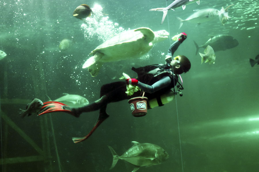 Songkhla Aquarium