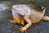 Iguana at Jurong reptile park, Singapore - Click for larger image