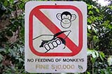 It is not a good thing when naughty monkeys start associating people with food - Click for larger image
