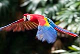 Macaw in flight at Jurong bird park, Singapore - Click for larger image