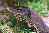 Monitor lizard roaming around at Chinese Gardens, Singapore - Click for larger image