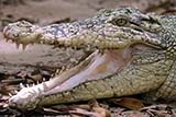 Crocodile at Jurong reptile park, Singapore - Click for larger image
