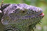 Iguana at Jurong reptile park, Singapore - Click for larger image