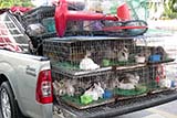 Animals for sale - Click for larger image