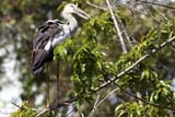 Asian Openbill - Click for larger image