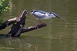 Black-crowned Night Heron - Click for larger image
