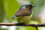 Brown-throated Sunbird - Click for larger image