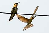 Blue-tailed Bee-eater - Click for larger image