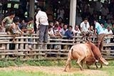 Bullfighting Thai style - Click for larger image