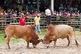 Bullfighting Thai style - Click for larger image