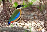Blue-winged Pitta, Prince of Songkla University, Hat&nbsp;Yai - Click for larger image
