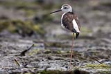 Black-winged Stilt (juvenile) - Click for larger image