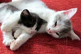 Our new cats - Click for larger image