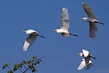 Cattle egrets in Phattalung province - Click for larger image