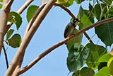 Coppersmith Barbet - Click for larger image
