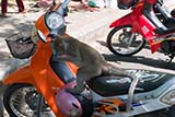 Thailand, a land filled with monkeys on motorbikes - Click for larger image