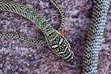 Dead snake - Click for larger image
