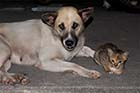 Dog and kitten - Click for larger image