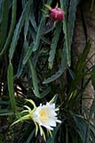 Dragon fruit plant - Click for larger image Dragon fruit plant - Click for larger image