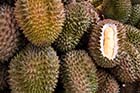 Durian - Click for larger image