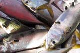Flies on fish - Click for larger image