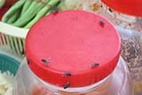 Flies on food - Click for larger image