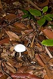 Fungi in the forest - Click for larger image