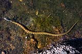 Small snake - Click for larger image