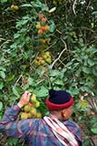 Fresh rambutan straight off the tree - Click for larger image