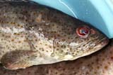 Fresh grouper - Click for larger image
