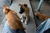 A feline on my lap with some canine friends - Click for larger image