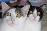 My two cats - Click for larger image