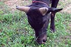 Grazing bull - Click for larger image