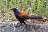 Greater Coucal - Click for larger image